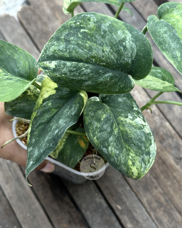 Scindapsus Amber Tricolor - Best Selected