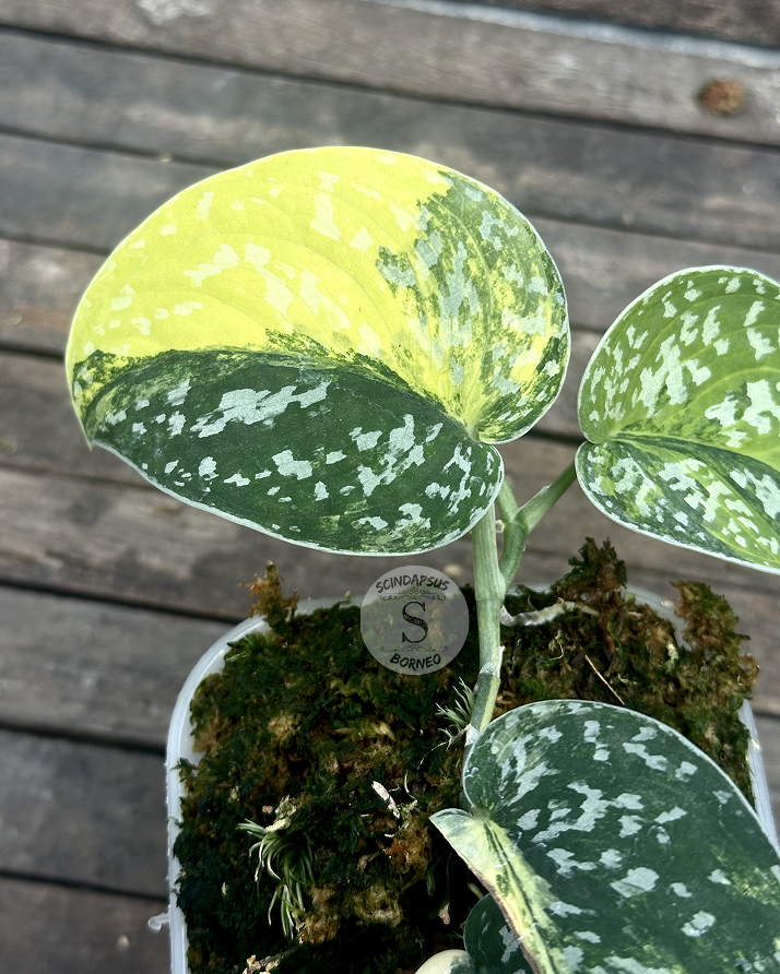 Scindapsus Senopati - Best Selected - Scindapsus Borneo