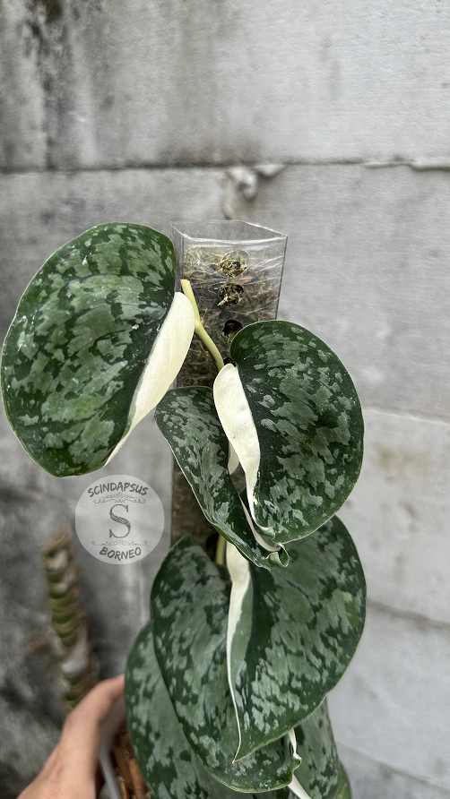 Scindapsus NO ID - Best Selected - Choice 7 - Scindapsus Borneo
