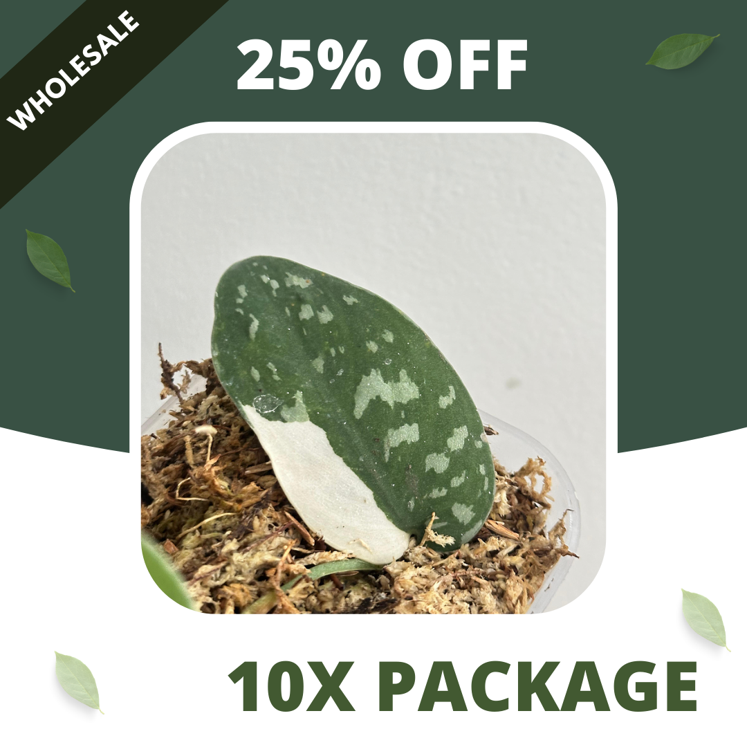 Scindapsus Argyraeus Albo - Package 10x