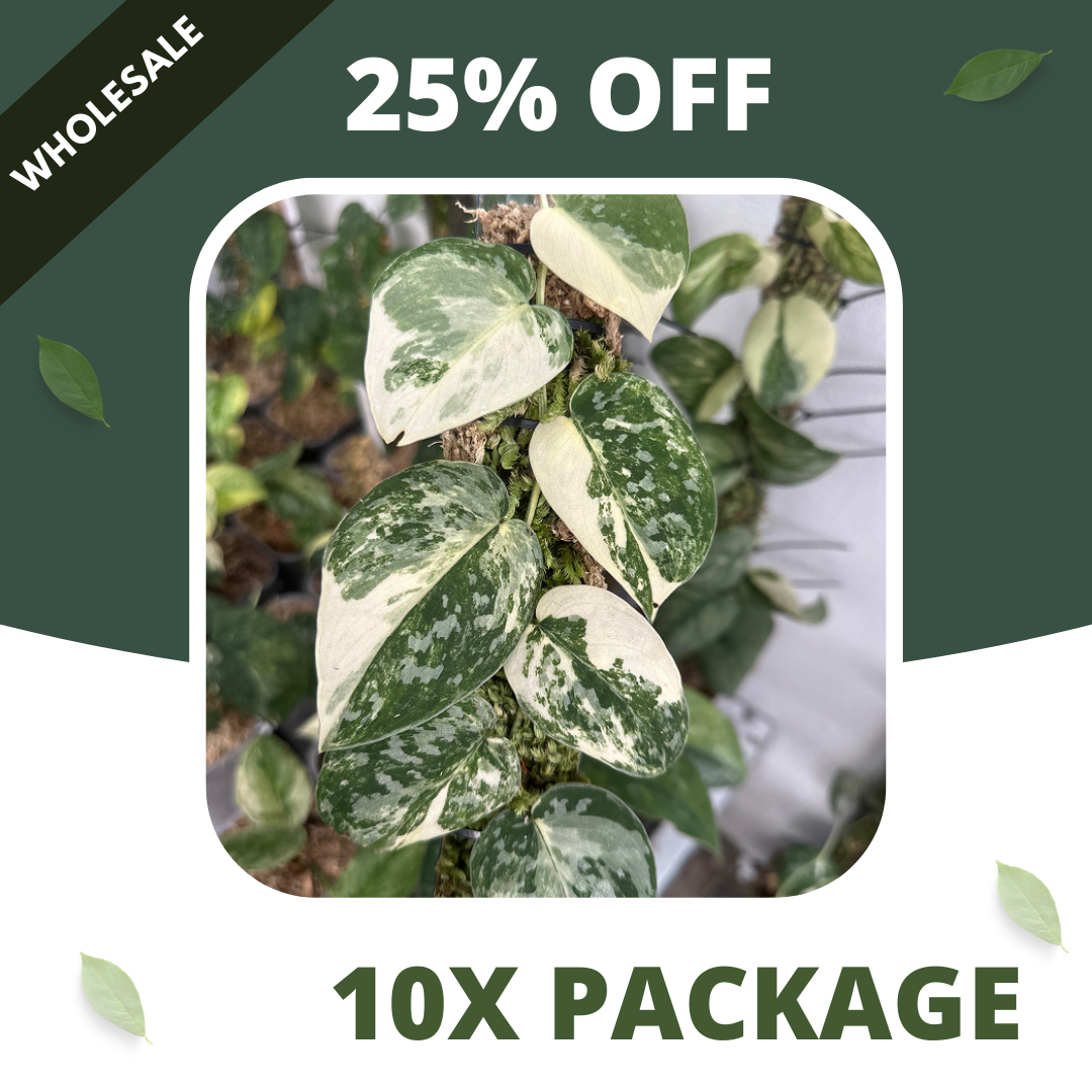 Scindapsus Argyraeus Marble White Crocodile - Package 10x