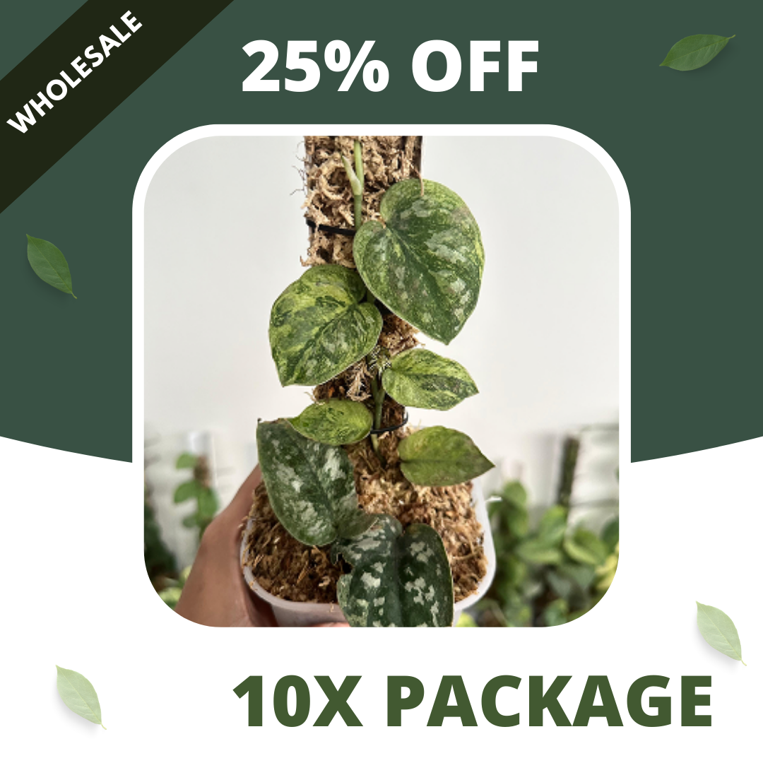 Scindapsus Nebula - Package 10x