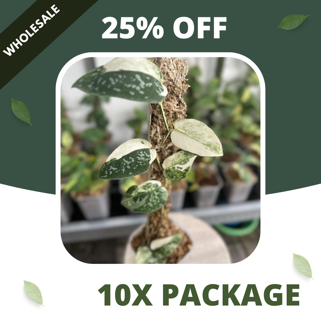 Scindapsus Dark Argyraeus Variegated - Package 10x