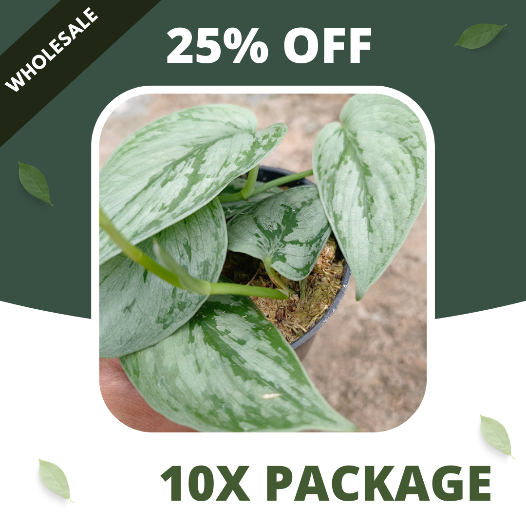 Scindapsus Bogor Beuty Tricolor - Package 10x