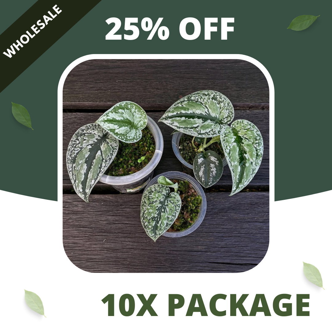 Scindapsus Tricollor Silver Platinum - Package 10x