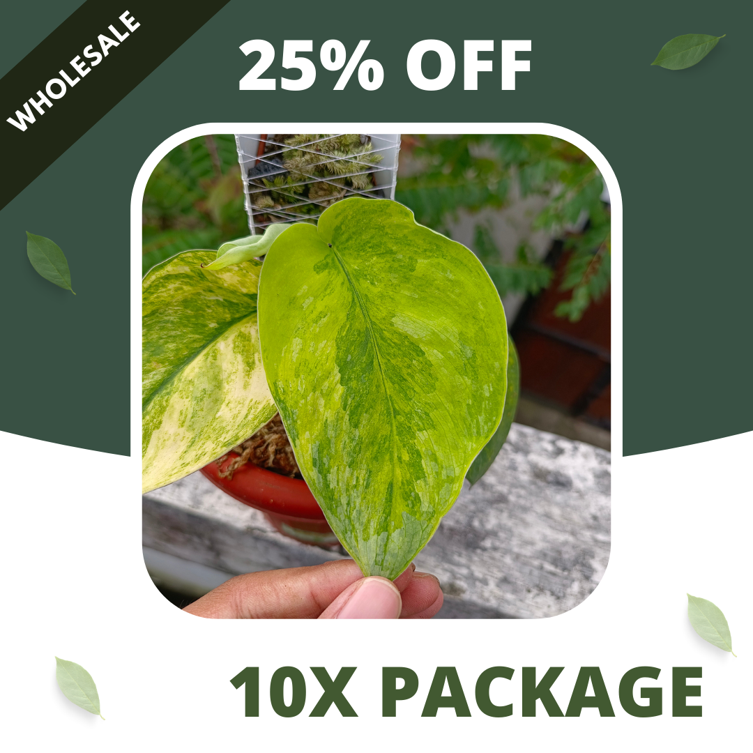 Scindapsus Pictus Silver Splash Aurea- Package 10x