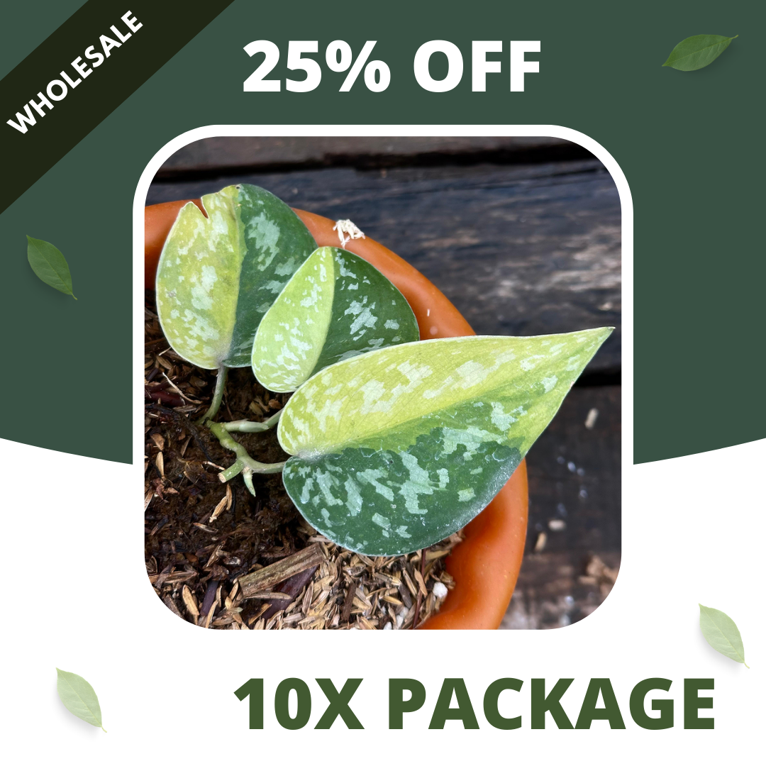 Scindapsus Zeon - Package 10x