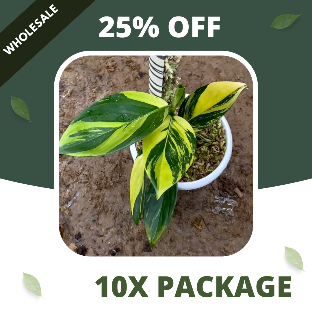 Scindapsus Rupestris Neon - Package 10x