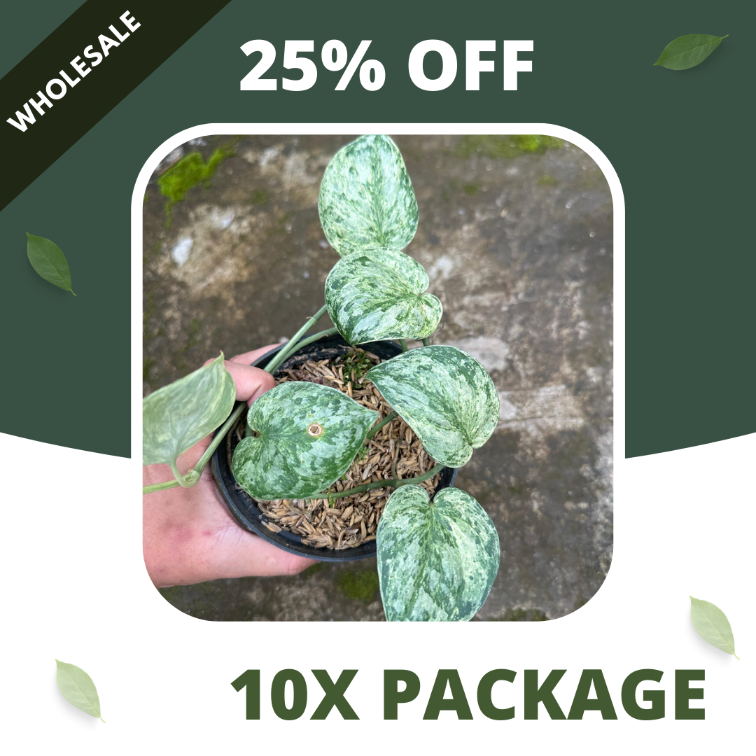 Scindapsus Excotica Marble - Package 10x
