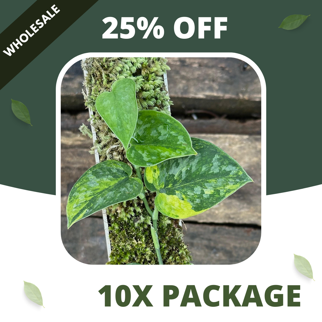 Scindapsus Green Diamond - Package 10x