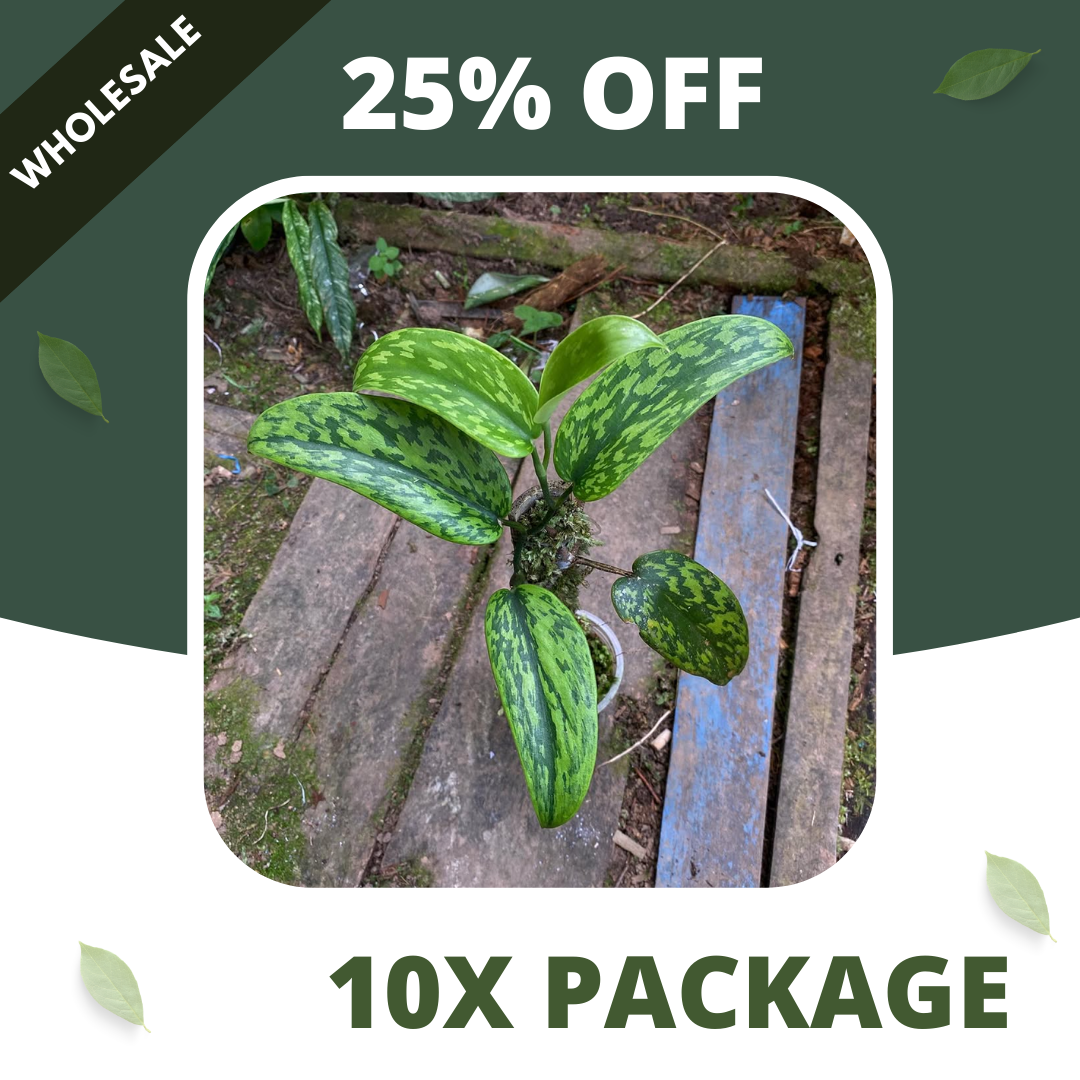 Scindapsus Green Army Stabillo - Package 10x