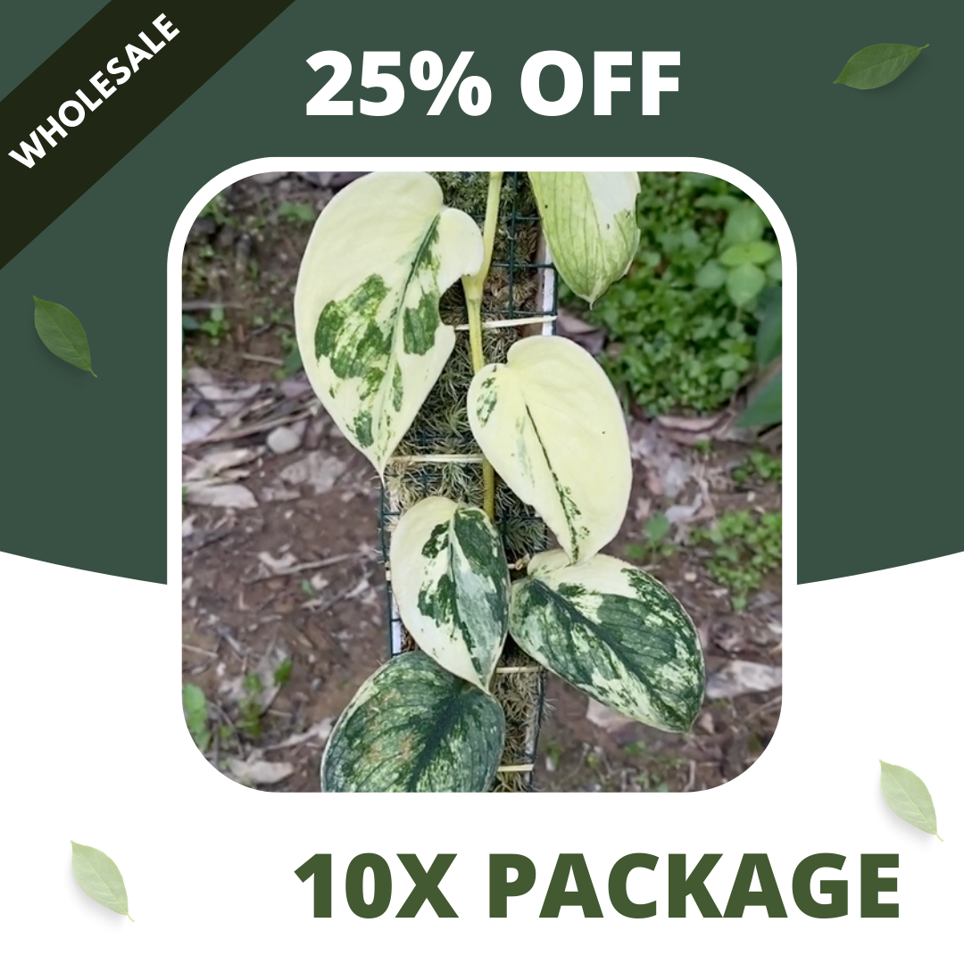 Scindapsus Sparkling Varigata Kunzo - Package 10x