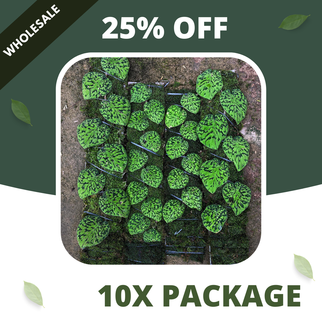 Scindapsus Snake Scale Stabillo - Package 10x