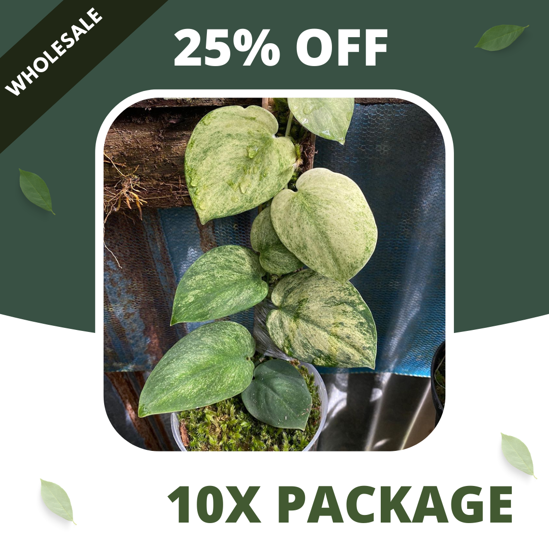 Scindapsus Golden Mint - Package 10x