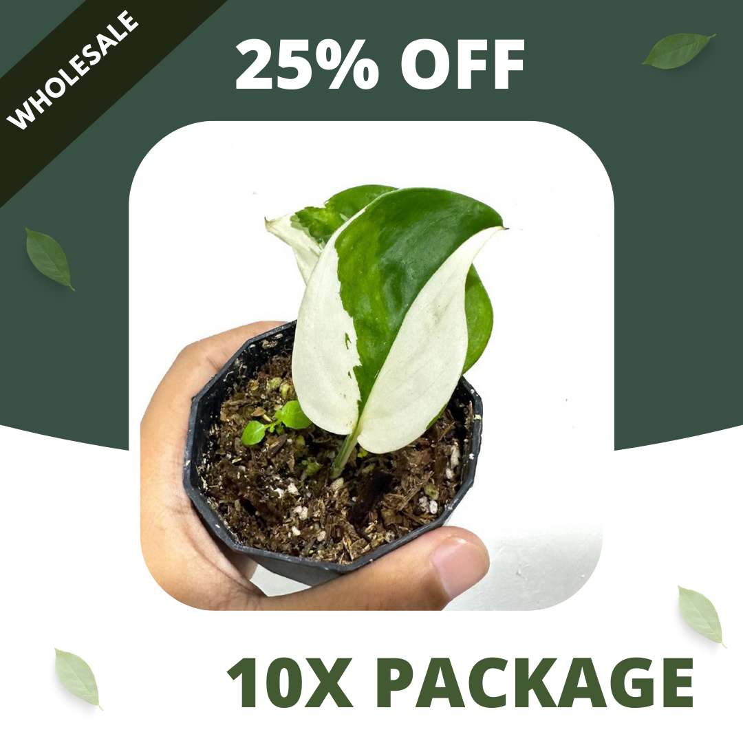 Scindapsus Treubii Moonlight Albo - Package 10x