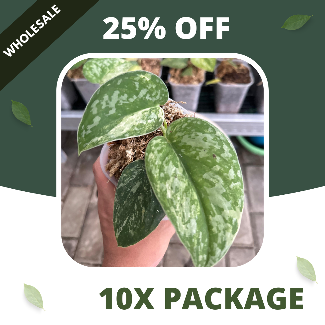 Scindapsus Bahorok - Package 10x