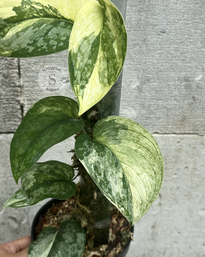 Scindapsus NO ID - Best Selected - Choice 3 - Scindapsus Borneo
