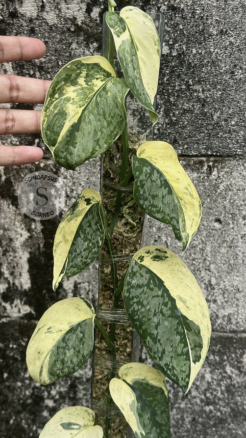 Scindapsus NO ID - Best Selected - Choice 5 - Scindapsus Borneo