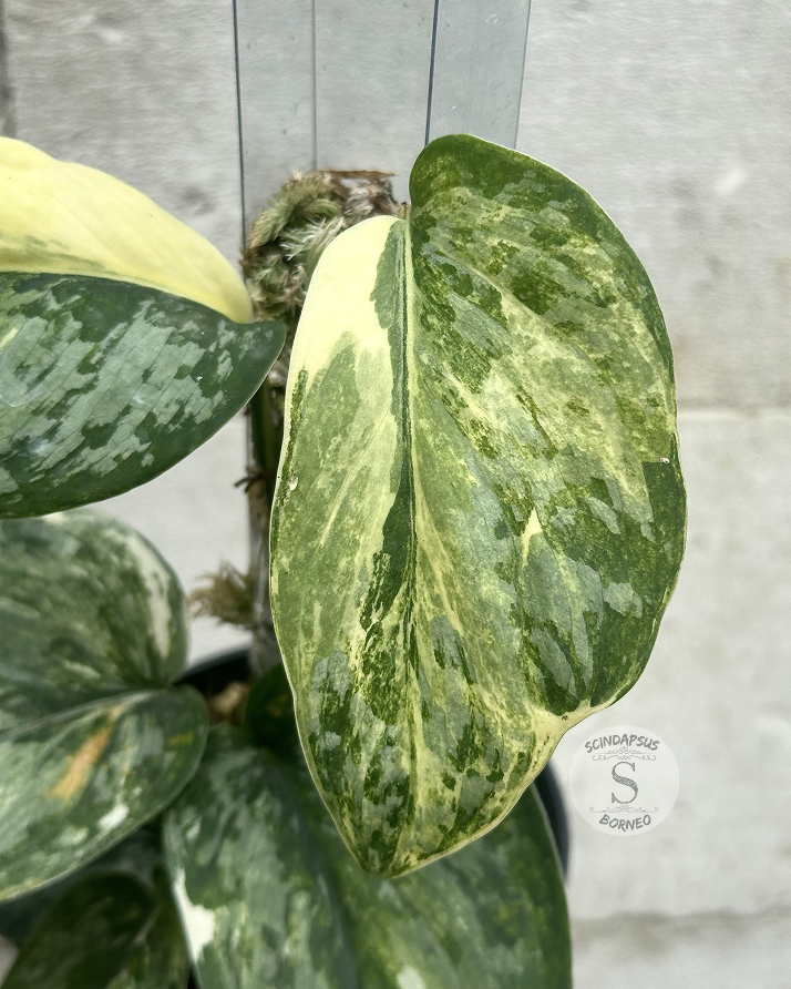 Scindapsus NO ID - Best Selected - Choice 1