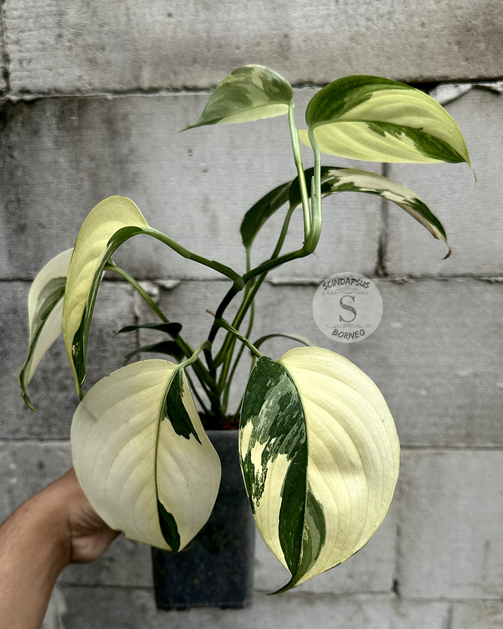 Scindapsus Haderaceus Cream - Best Selected - Scindapsus Borneo