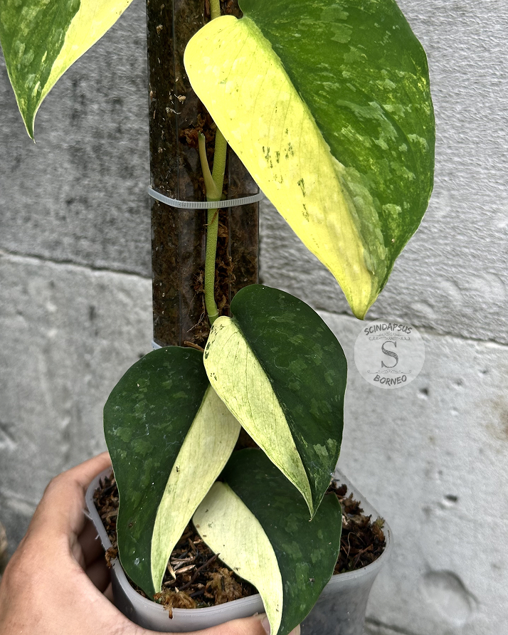 Scindapsus Yellow Phoenix - Best Selected - Scindapsus Borneo