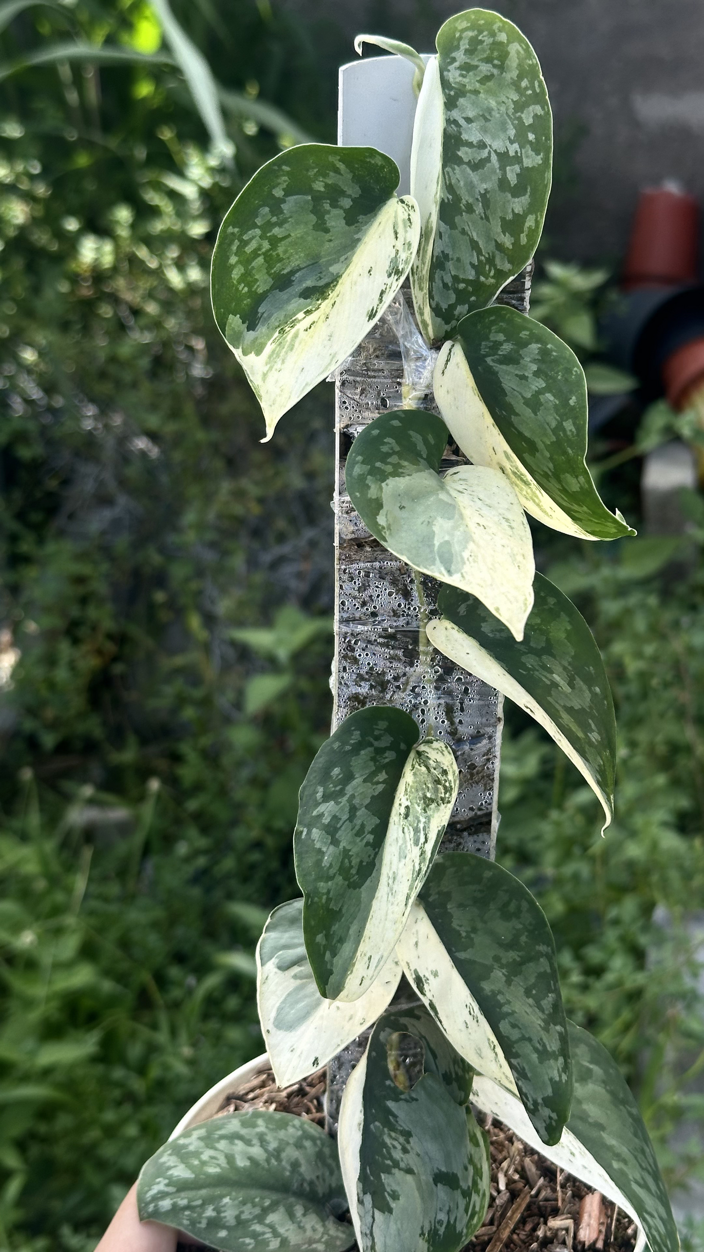 Scindapsus Acyntia Halfmoon - Best Selected