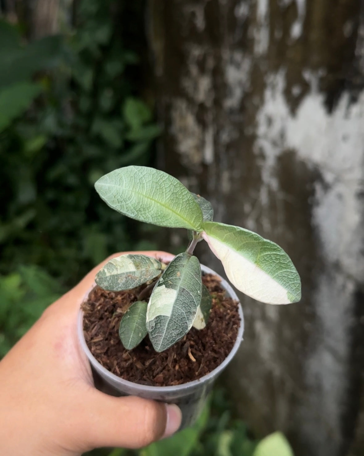 Labisia Silver Variegata