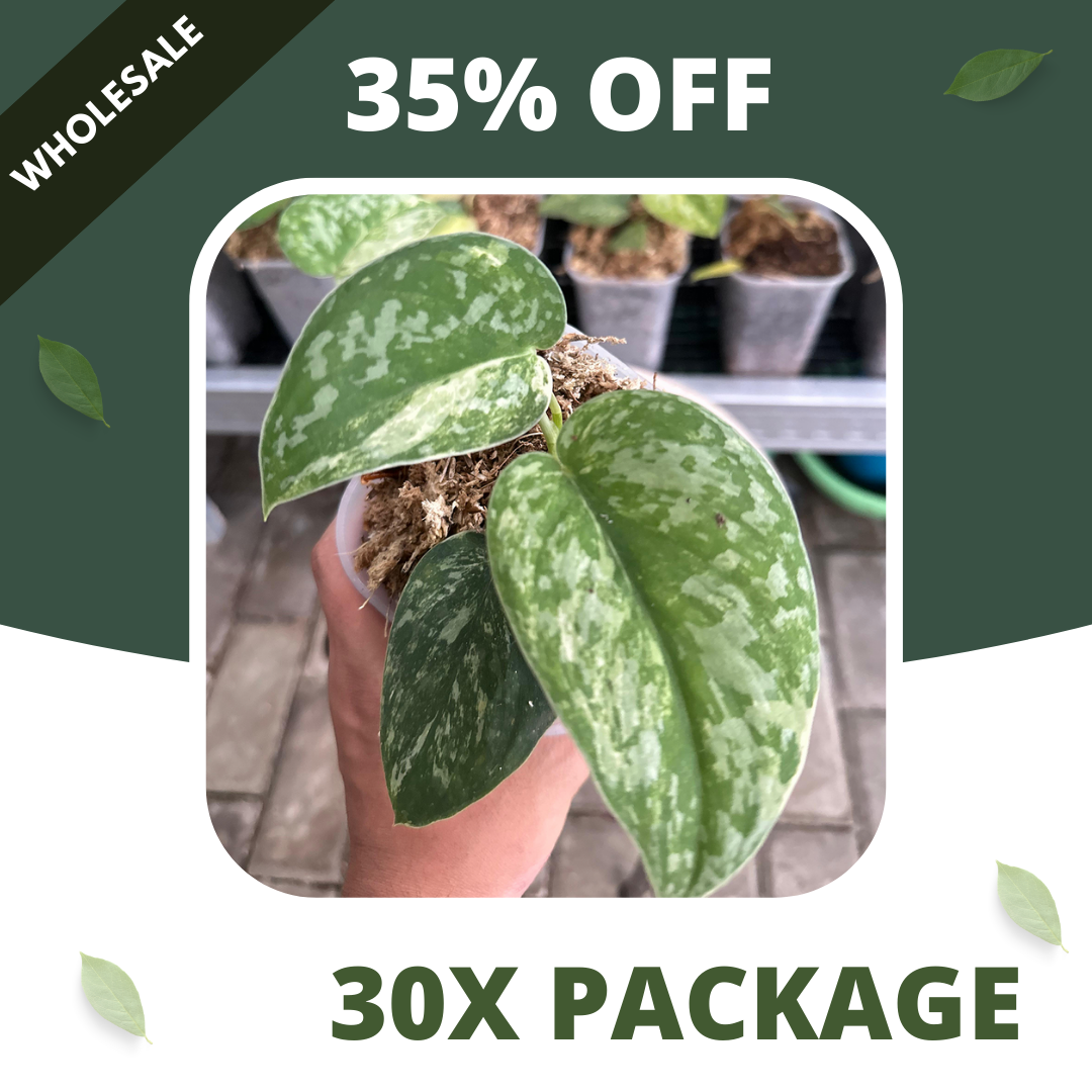 Scindapsus Bahorok - Package 30x