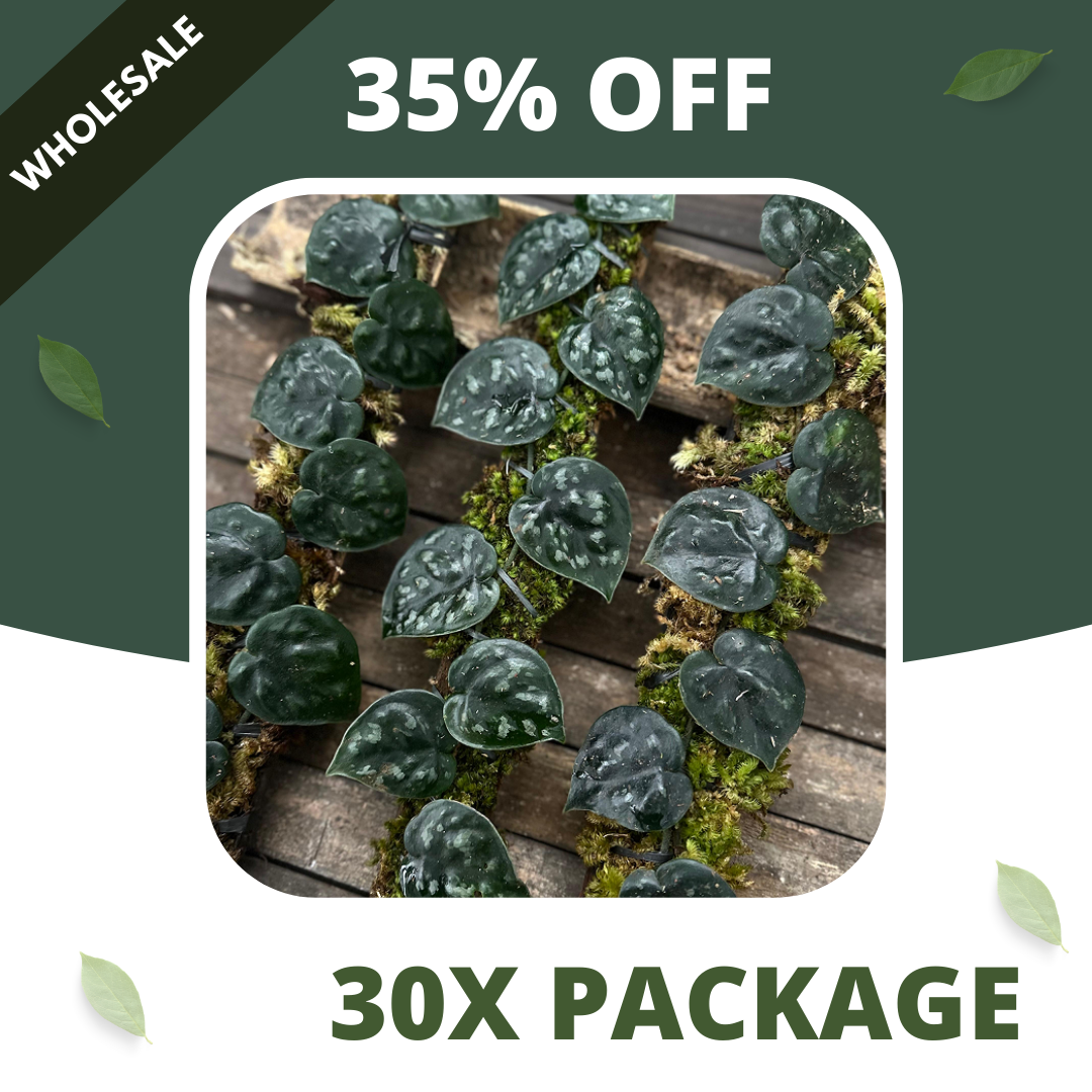 Scindapsus Black Mamba - Package 30x