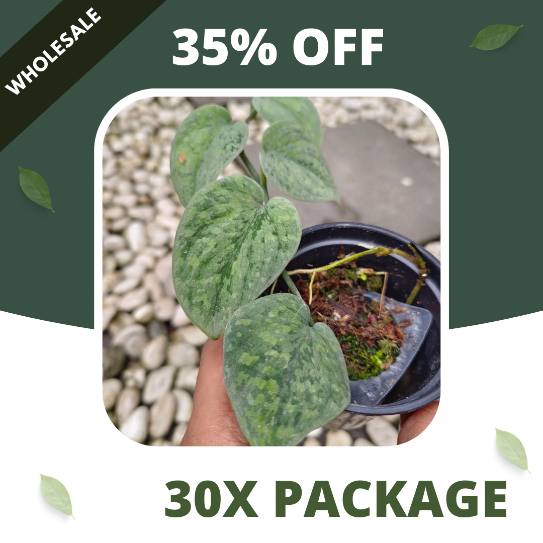 Scindapsus Snow Flex - Package 30x