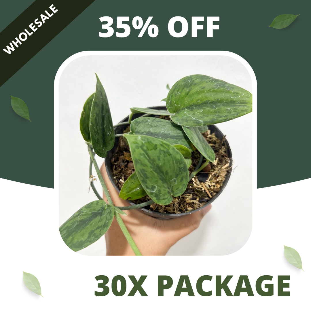 Scindapsus Green Army - Package 30x