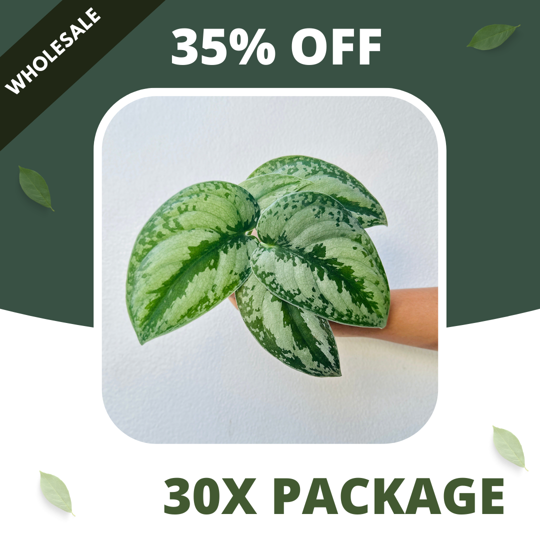 Scindapsus Silver Princess - Package 30x