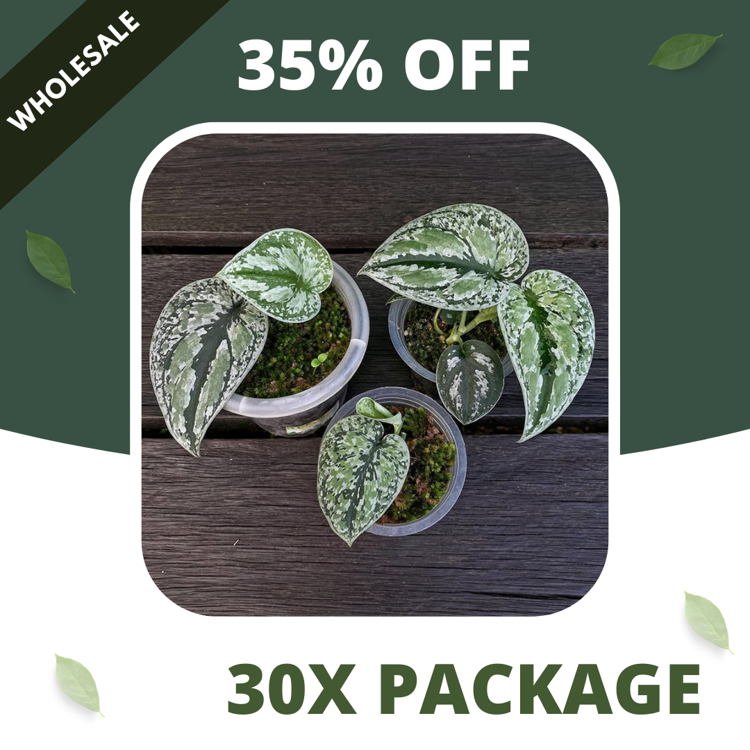 Scindapsus Tricollor Silver Platinum - Package 30x