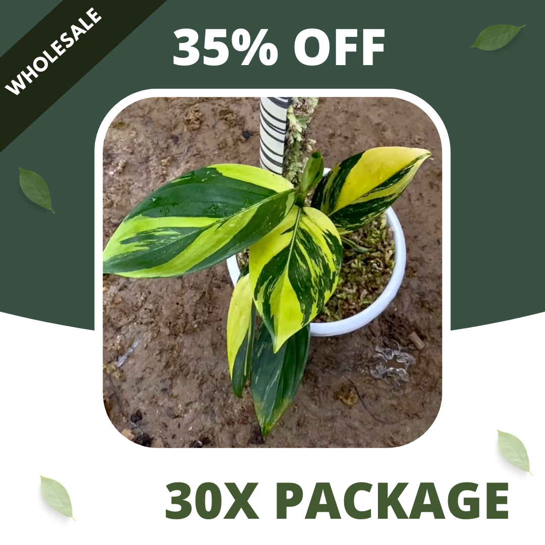 Scindapsus Rupestris Neon - Package 30x