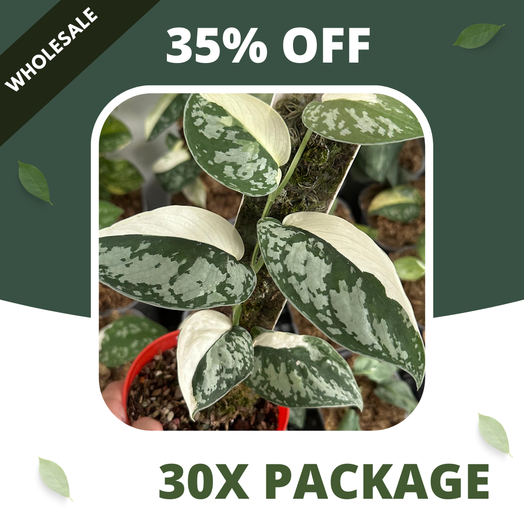 Scindapsus Simbara - Package 30x