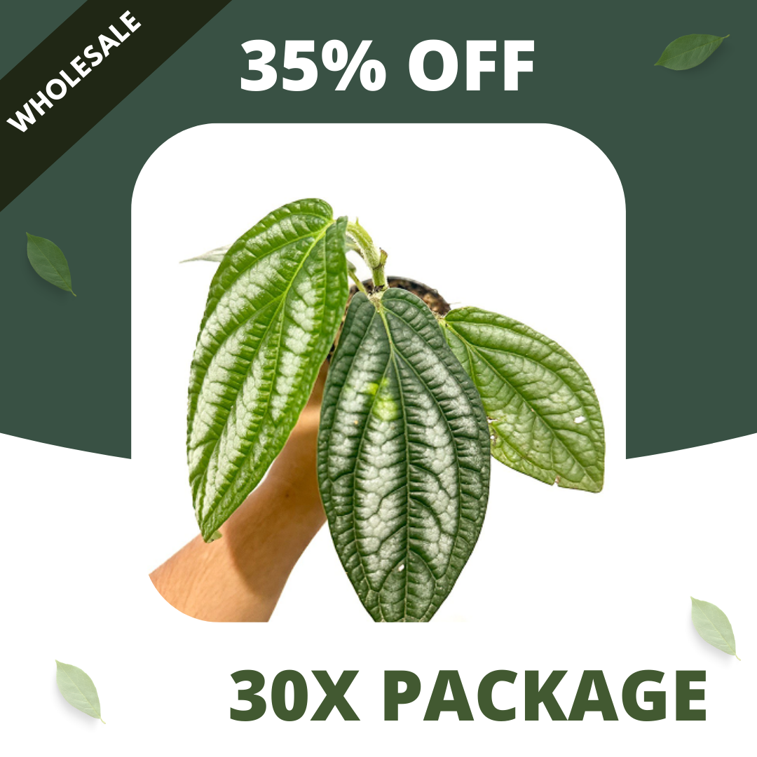 Piper Prematum - Package 30x