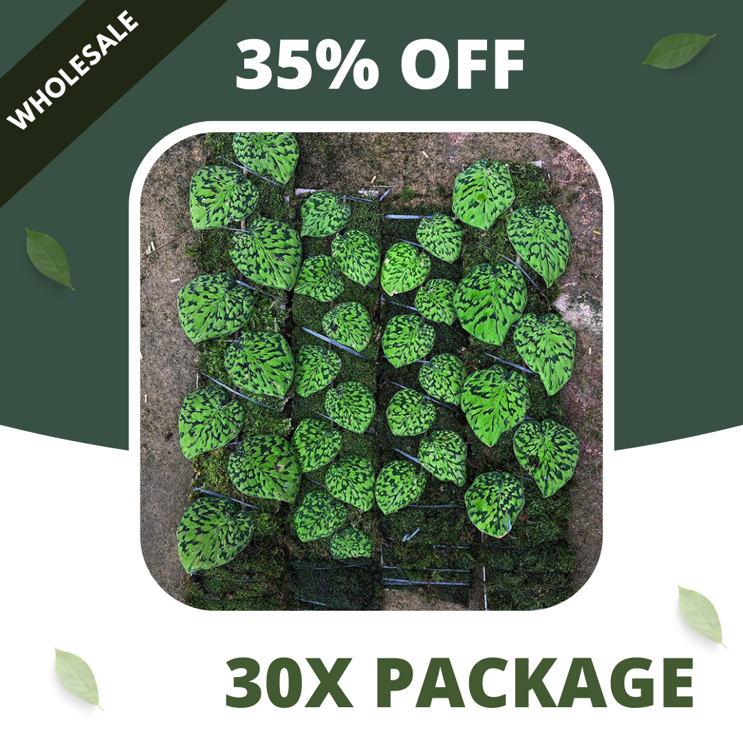 Scindapsus Snake Scale Stabillo - Package 30x