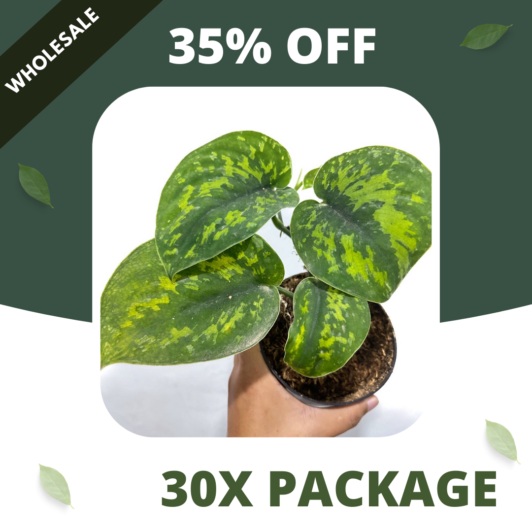Scindapsus Macan - Package 30x