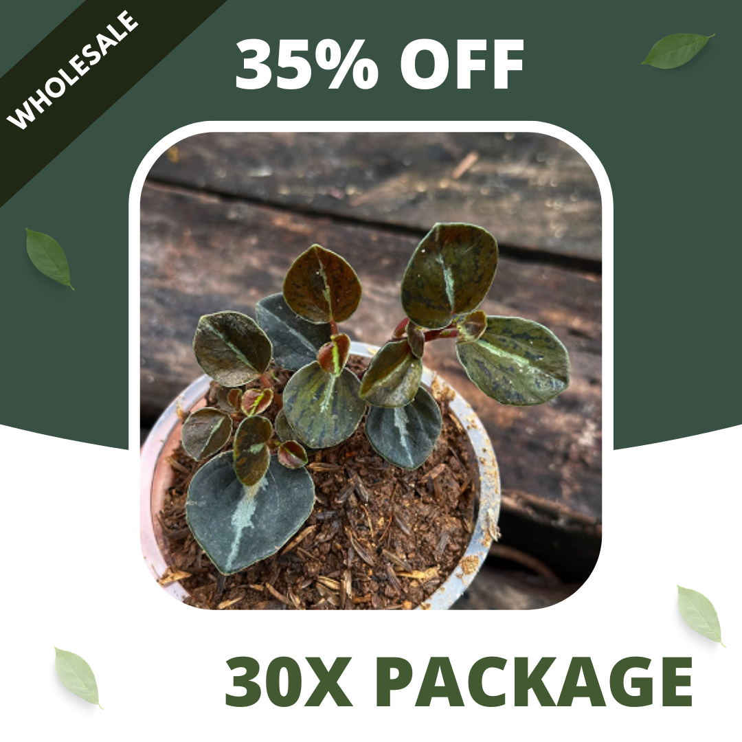 Peperomia Metalica - Package 30x