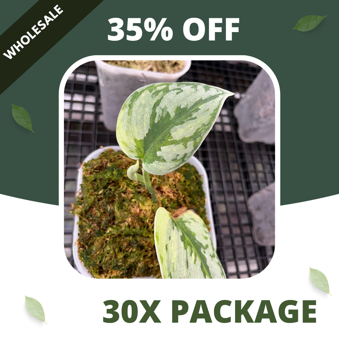 Scindapsus Yupa - Package 30x