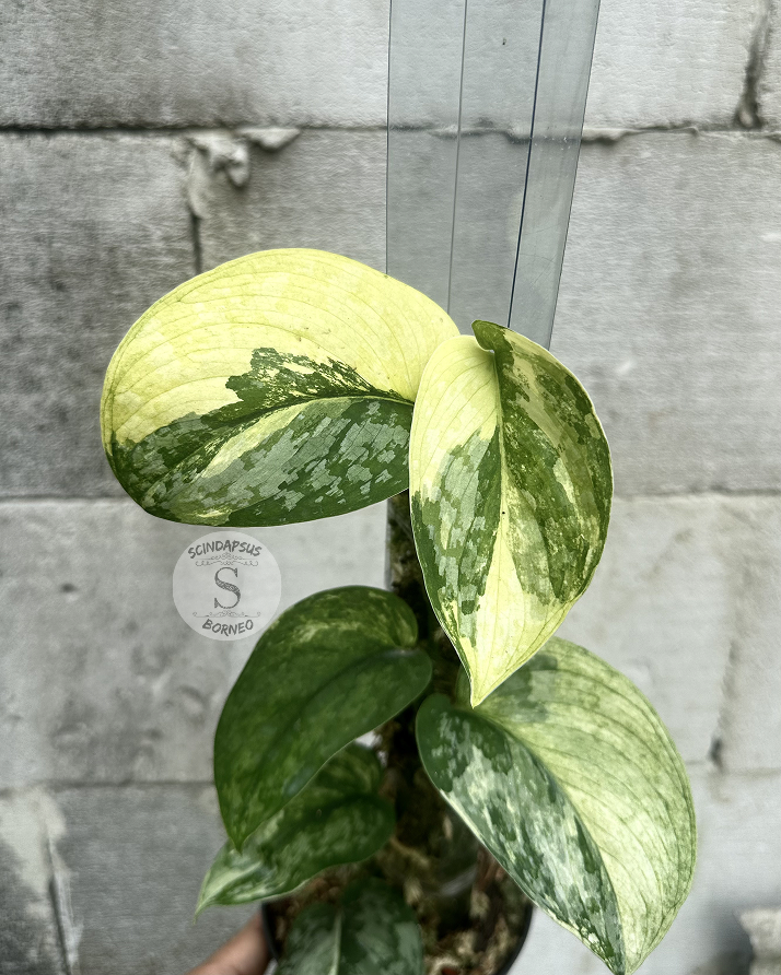 Scindapsus NO ID - Best Selected - Choice 3 - Scindapsus Borneo