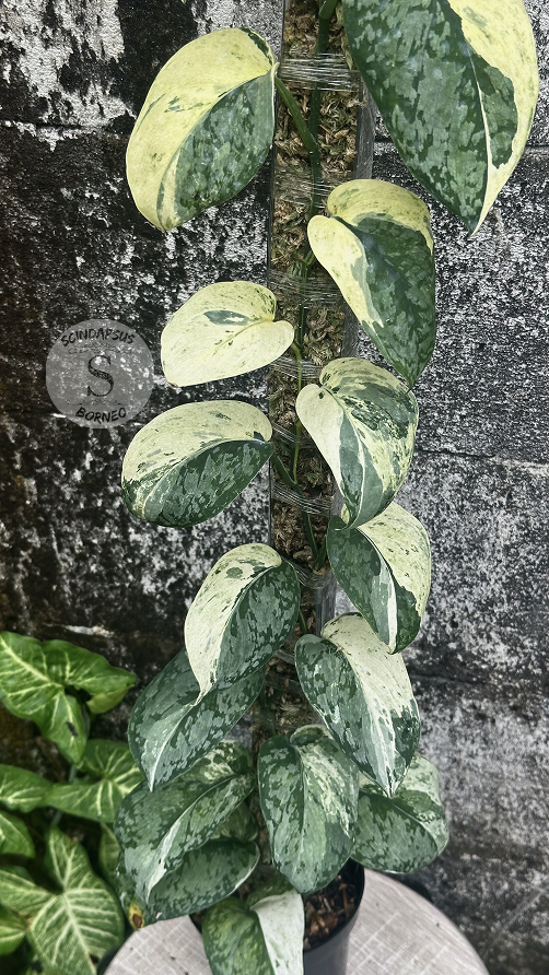 Scindapsus NO ID - Best Selected - Choice 5 - Scindapsus Borneo