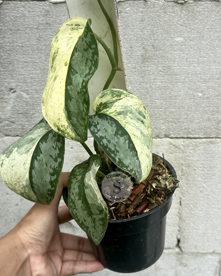 Scindapsus NO ID - Best Selected - Choice 2