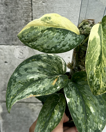Scindapsus NO ID - Best Selected - Choice 1 - Scindapsus Borneo