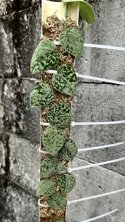 Scindapsus Snow Flake Tricolor Mutation - Best Selected