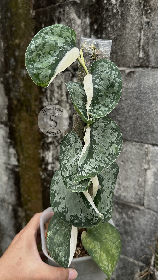 Scindapsus NO ID - Best Selected - Choice 7 - Scindapsus Borneo