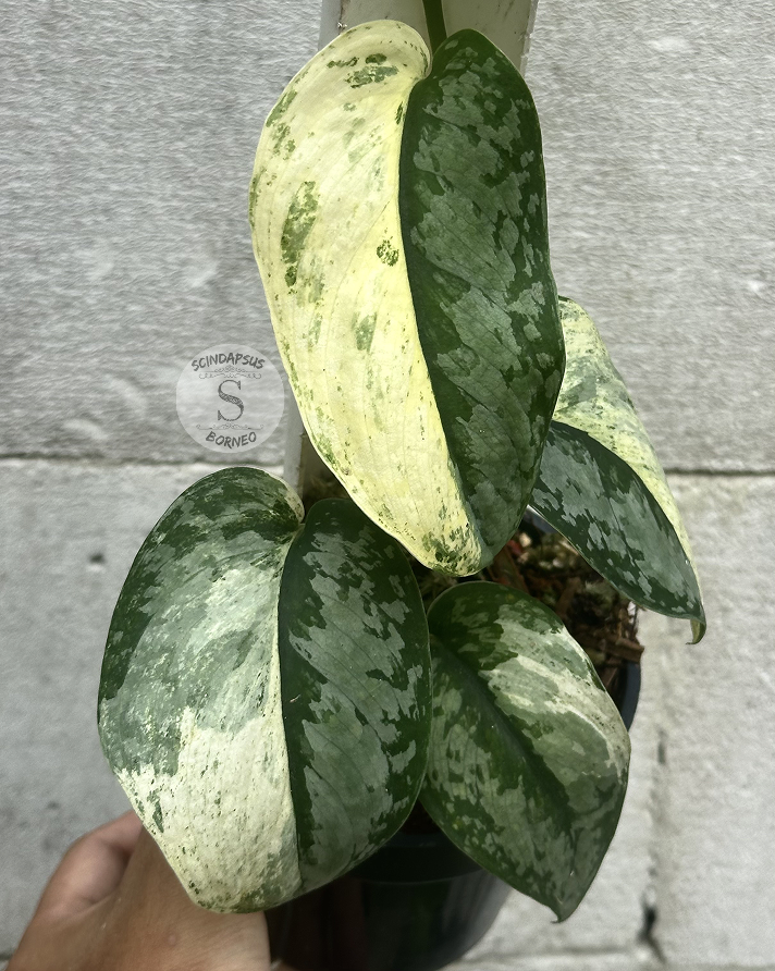 Scindapsus NO ID - Best Selected - Choice 2 - Scindapsus Borneo