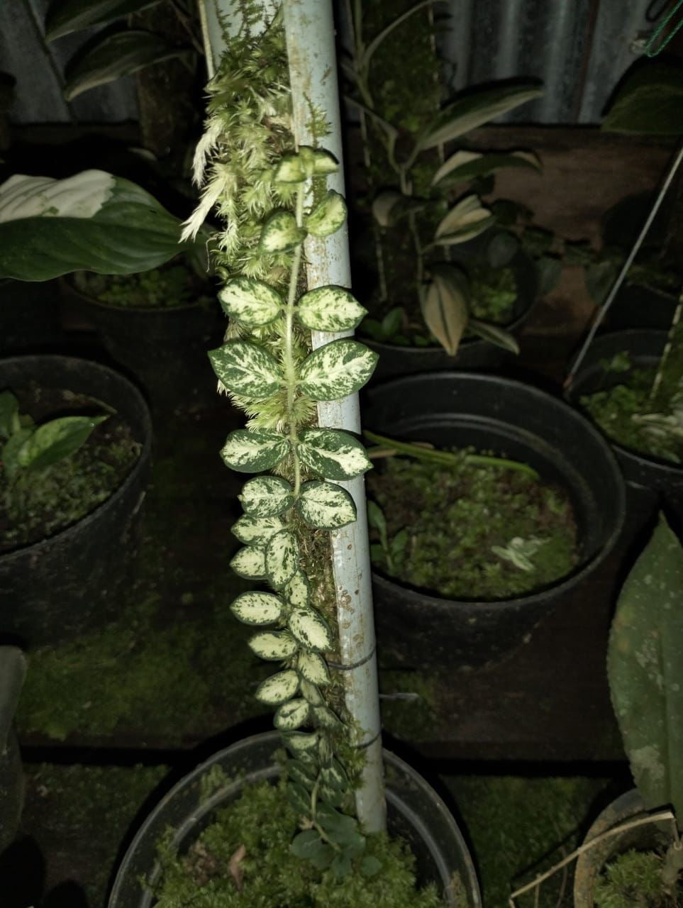 Hoya SP Mutation (Variegated)