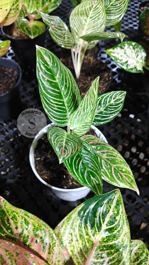 Aglaonema Golden Hope