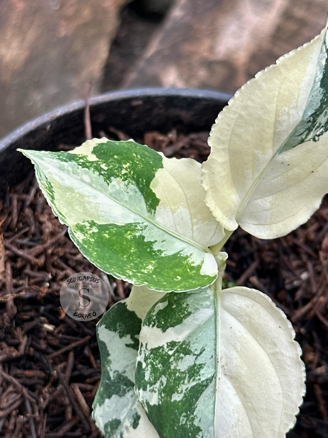 Aglaonema Pictum Tricolor Variegated - Scindapsus Borneo